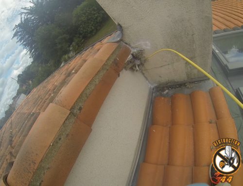 Destruction d’un nid de guêpe sur toiture à Bouguenais