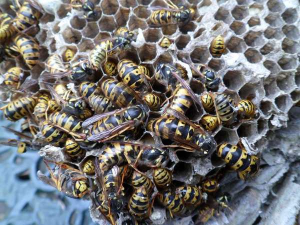 destruction de nids de guepes le pellerin